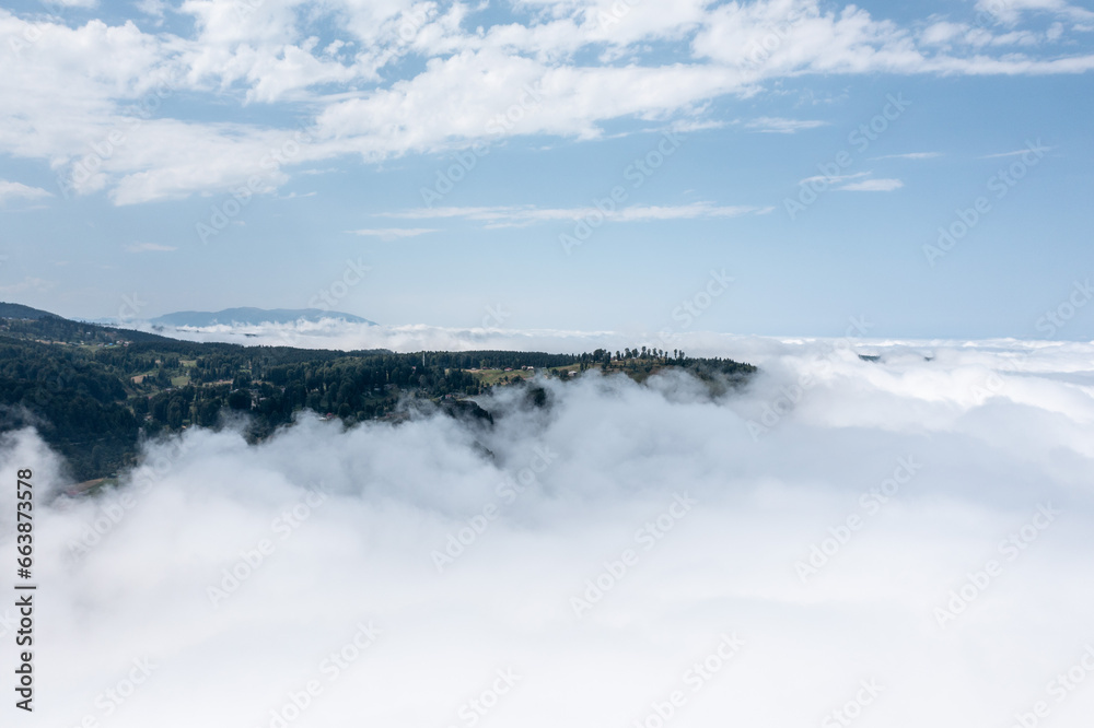 Aerial Photography of Pine Tree Forest and Cloud
