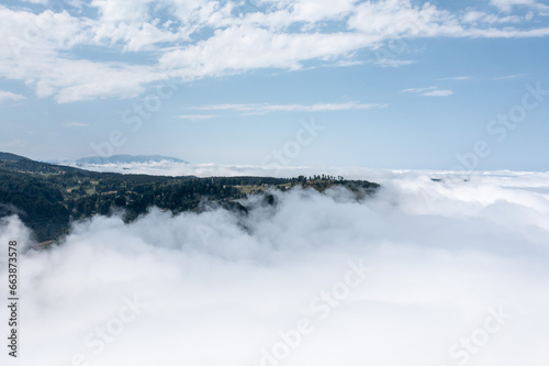 Aerial Photography of Pine Tree Forest and Cloud