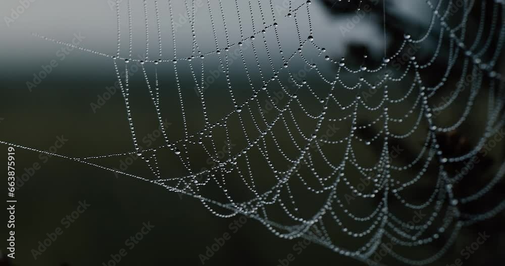 Rippling autumn morning dew on a web woven by a spider. Video for screensaver, 4k video.