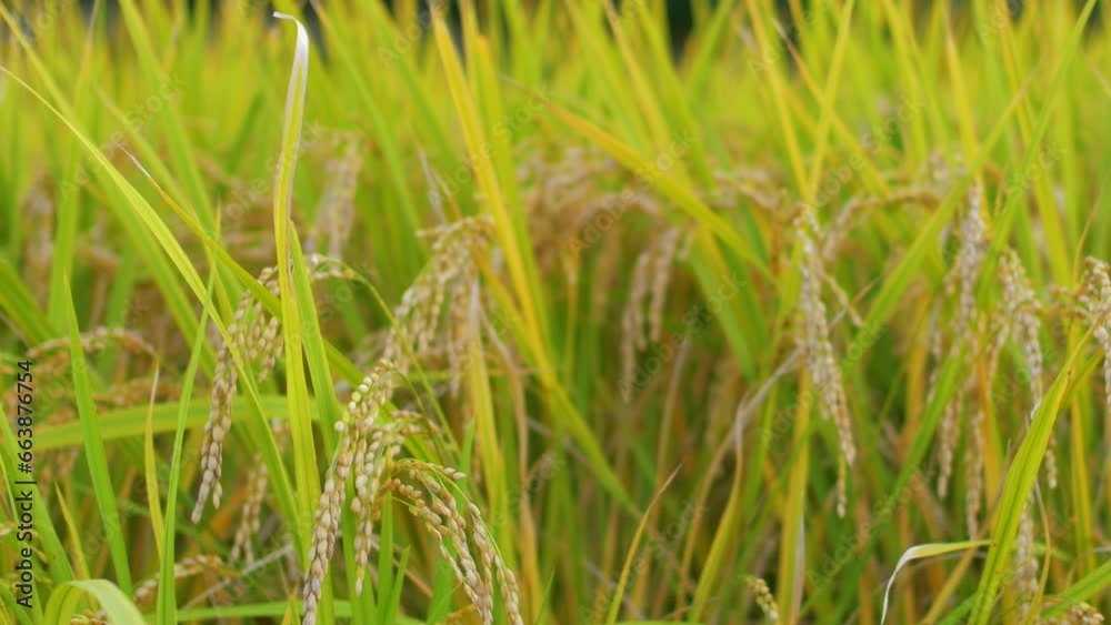 Rice ears ripening in the rice paddies, swaying in the wind Agriculture Rice ears ripening in the rice paddies, swaying in the wind Agriculture