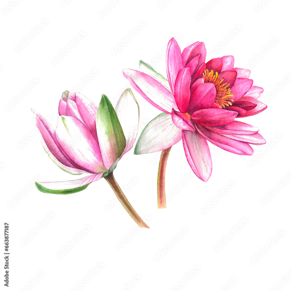 Fototapeta premium Water lilies. Hand drawn watercolor illustration of pink flowers and green leaves on white isolated background. Botanical painting suitable for Wedding Invitation, save the date or greeting card