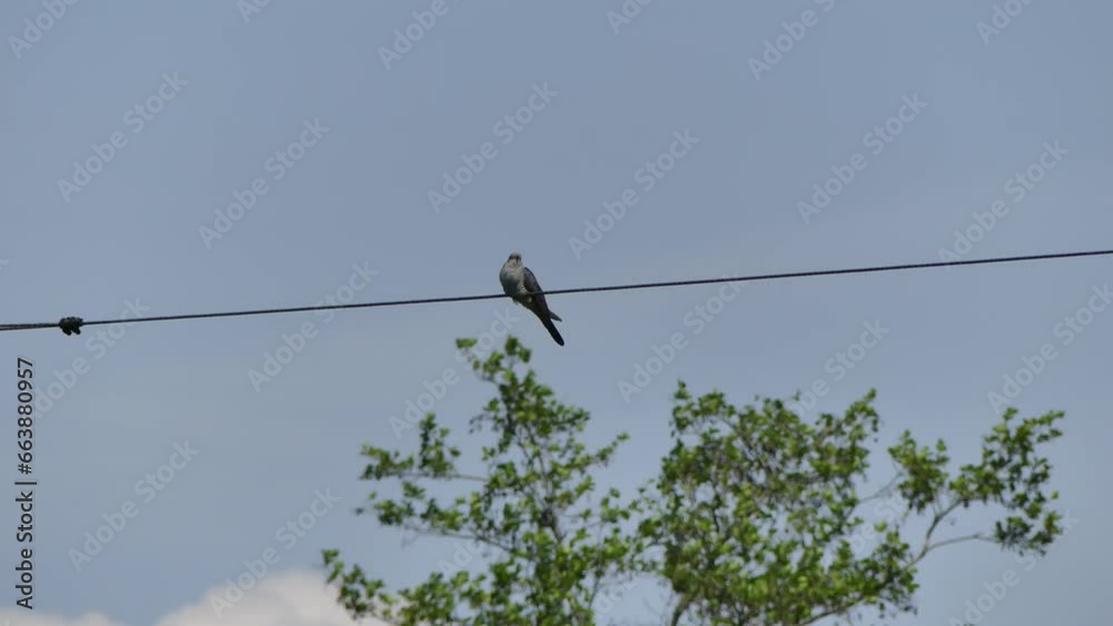 Bird Common cuckoo, Cuculus canorus sitting on cable above tree top against sky - real time. Topics: ornithology, flora, natural environment Bird Common cuckoo, Cuculus canorus sitting on cable above tree top against sky - real time. Topics: ornithology, flora, natural environment