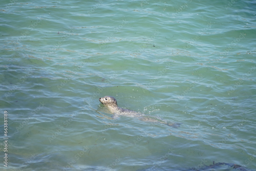 Fototapeta premium a cute Harbor seal in the water