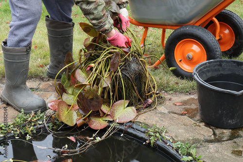 A gardener in red rubber gloves took a nymphea out of the pond and is preparing the plant for winter storage in the basement