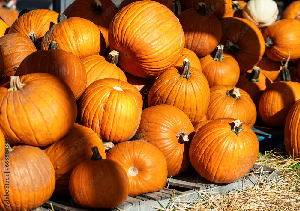 Pumpkins of all sizes piled on a skid Pumpkins of all sizes piled on a skid