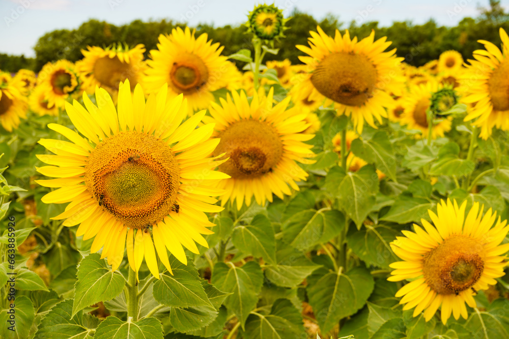 Naklejka premium Blooming yellow sunflowers on field