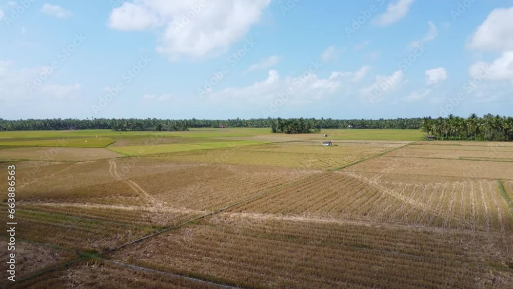 Aerial view of vast rice fields ready to be harvested in Kalimantan Aerial view of vast rice fields ready to be harvested in Kalimantan