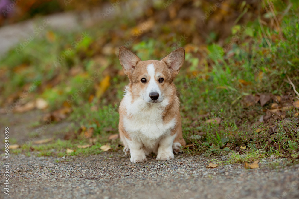 welsh corgi dog on a walk in summer , postcard