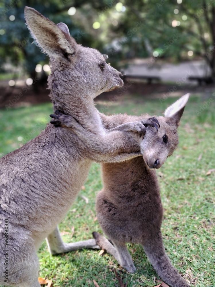 two gray kangaroos standing next to each other in the grass