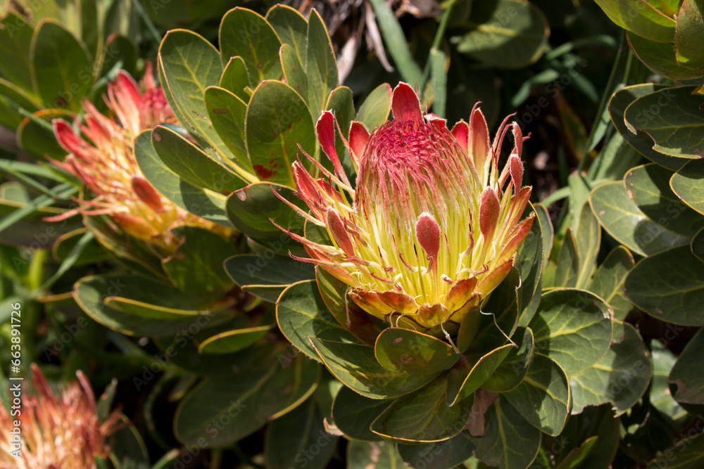 yellow and orange flower of latifolia protea, Kirstenbosch National Botanical Garden, Cape Town, South Africa yellow and orange flower of latifolia protea, Kirstenbosch National Botanical Garden, Cape Town, South Africa