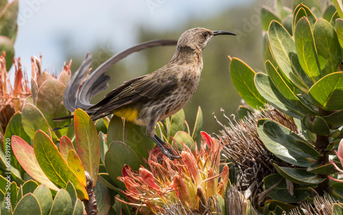 long tailed Cape Sugarbird perched on a protea shrub, Kirstenbosch National Botanical Garden, Cape Town, South Africa photo