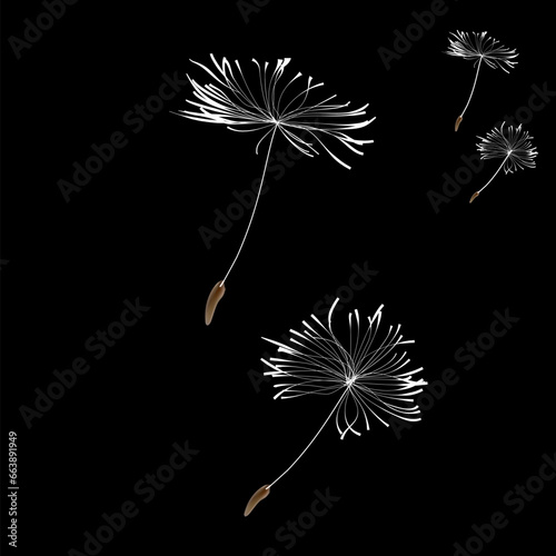 Abstract dandelion patterns with flying seeds. White dandelion seeds fly on Black background