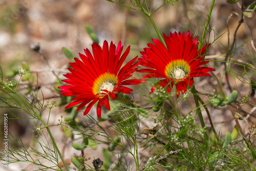 close-up of  beautiful red and yellow flowers  Kirstenbosch National Botanical Garden  Cape Town  South Africa