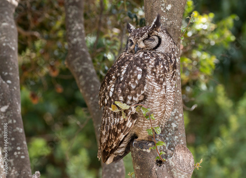 spotted eagle-owl perched on a tree near its nest, Kirstenbosch National Botanical Garden, Cape Town, South Africa photo