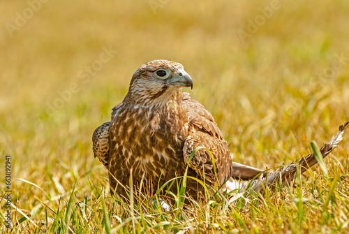 Close up of lannaer falcon photo