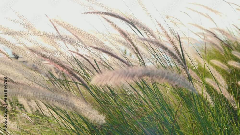 Spikelets of grass in a meadow close up sway from the light wind at sunset, the light of a sunny summer day.