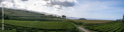 Panoramic view of tea plantations in the hillsides of Sao Miguel Island's north coast
