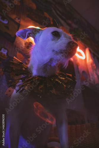Perro mestizo blanco sesión temática de Halloween en estudio de neones photo