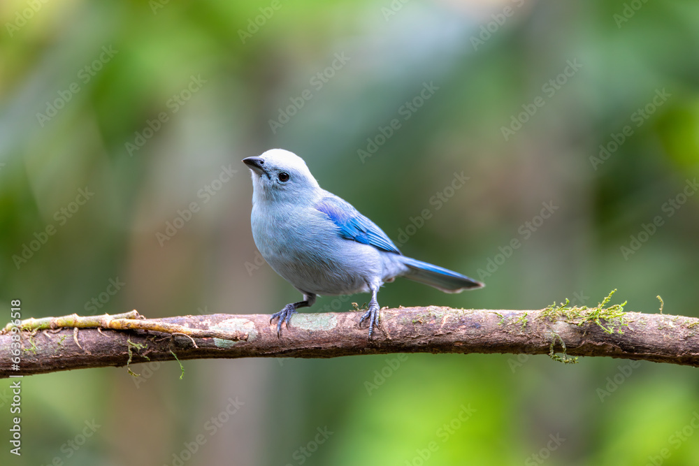 Blue-gray tanager (Thraupis episcopus) is a medium-sized South American songbird. La Fortuna, Volcano Arenal, Wildlife and birdwatching in Costa Rica. Blue-gray tanager (Thraupis episcopus) is a medium-sized South American songbird. La Fortuna, Volcano Arenal, Wildlife and birdwatching in Costa Rica.