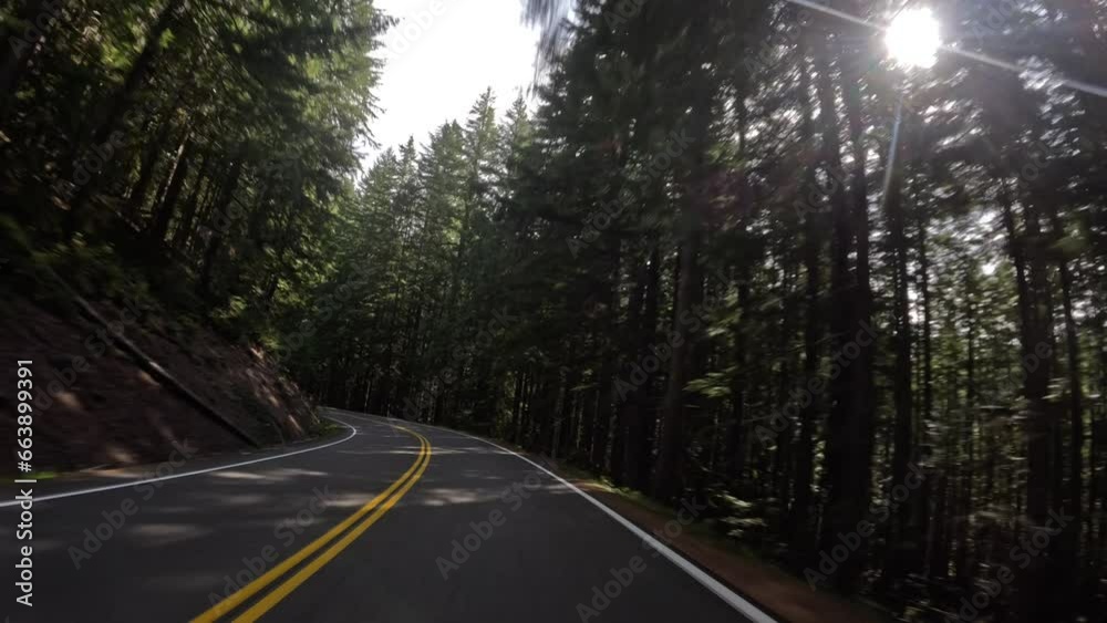 Driving Through the Enchanting Canopy on Mt. Rainier’s Sun-Kissed Highway Driving Through the Enchanting Canopy on Mt. Rainier’s Sun-Kissed Highway