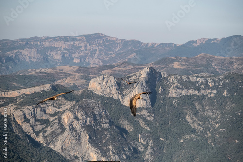 quebrantahuesos volando en lo alto