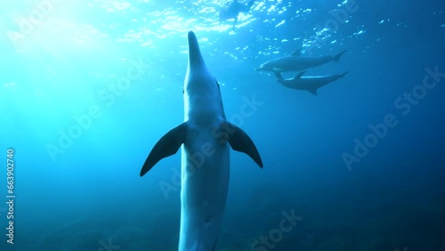 ミナミハンドウイルカ38_御蔵島_ 2022.12.12-13_子イルカ