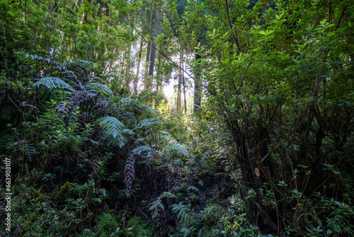 Fototapeta Naklejka Na Ścianę i Meble -  Lush Sao Miguel forest in Azores