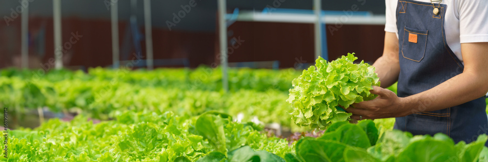 Male farmer checking quality of green oak or salad vegetables in greenhouse of hydroponics farm - obrazy, fototapety, plakaty 