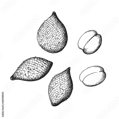 Salak fruit with peel and grain of the plant hand drawn vector illustration with engraving on isolated background.Exotic snake fruit Salak healthy food, nutrition, harvest. Design element 