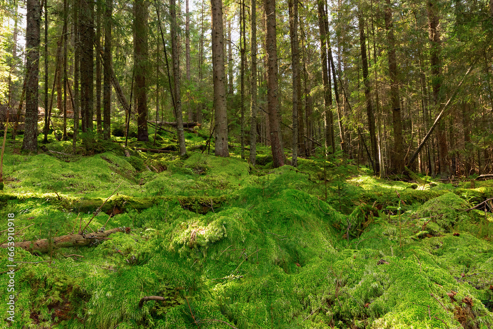 moss in the woods of Apuseni mountains moss in the woods of Apuseni mountains