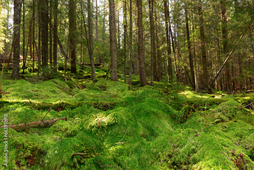 moss in the woods of Apuseni mountains photo