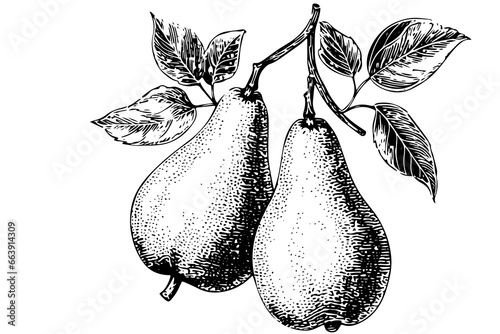 Pear fruit hand drawn ink sketch. Engraved style vector illustration