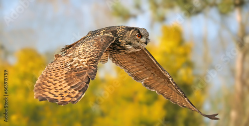 Close-up view of a flying Eurasian eagle-owl (Bubo bubo) © Henner Damke