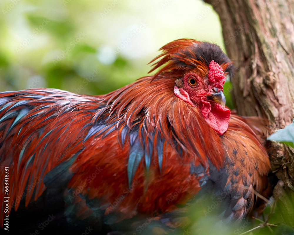 Red rooster rests under shrub