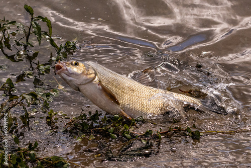 Pêche à la brème en rivière.