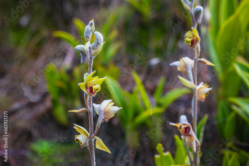 Eria lasiopetala(Wild.) Ormerod comb.nov., Beautiful rare wild orchids in tropical forest of Thailand. photo