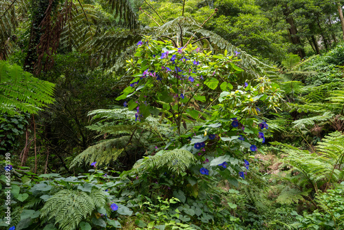 Fototapeta Naklejka Na Ścianę i Meble -  Vegetation in the Caldera Velha nature reserve on the Island of Sao Miguel in the Azores