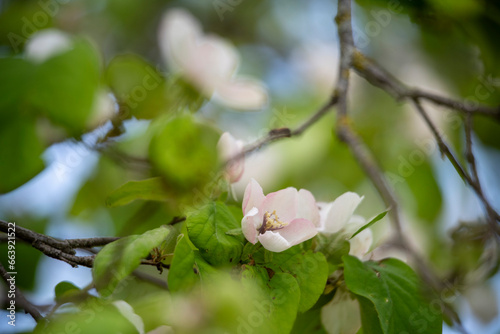 tree blossom