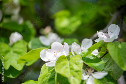 white flowers in the garden