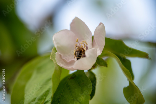 bee on a flower