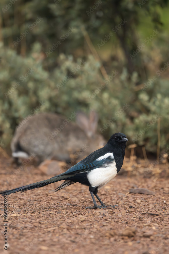magpie on the forest floor magpie on the forest floor