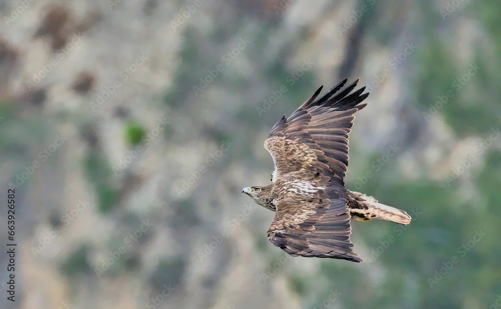 Fototapeta premium Bonelli's Eagle (Hieraaetus fasciatus), Greece