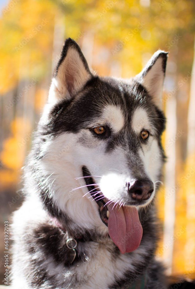 portrait of a siberian husky dog portrait of a siberian husky dog