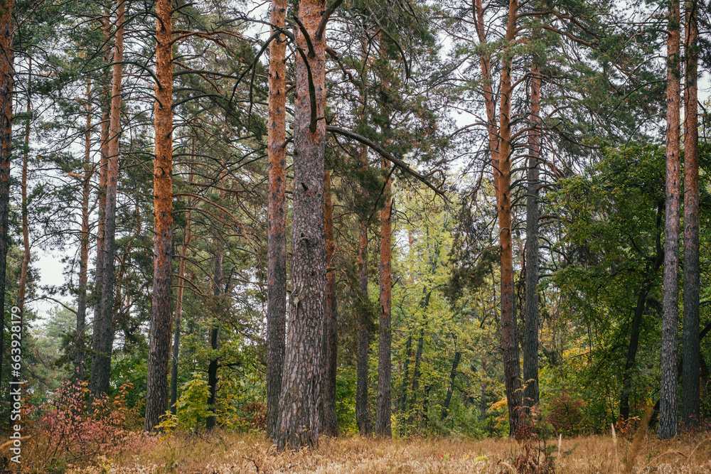 pine tree trunks in the forest pine tree trunks in the forest