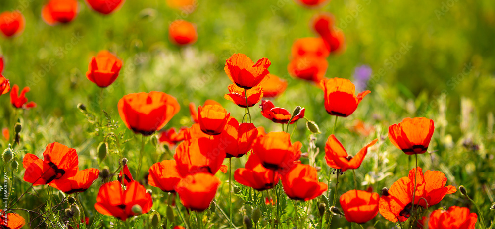 Fototapeta premium Spring, field of poppy flowers. The concept of the freshness of the morning nature. Spring landscape of red wildflowers. Beautiful landscape, pnorama long banner.