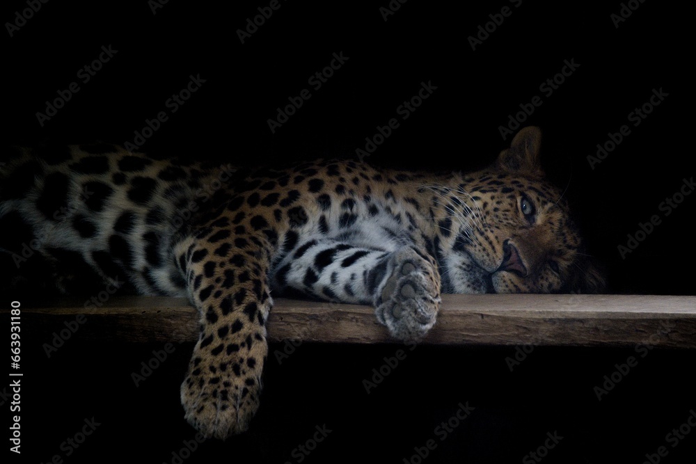 Obraz premium Chinese leopard, Panthera pardus japonensis portrait on a black background