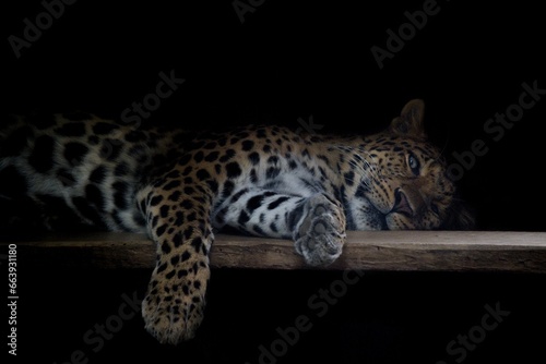 Chinese leopard, Panthera pardus japonensis portrait on a black background photo