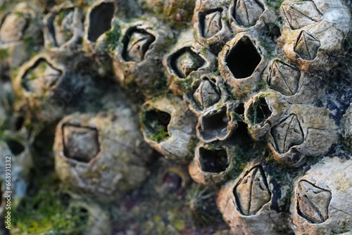 Canvas Print Amphibalanus reticulatus, also known as the reticulated barnacle, is a species of barnacle that belongs to the family Balanidae