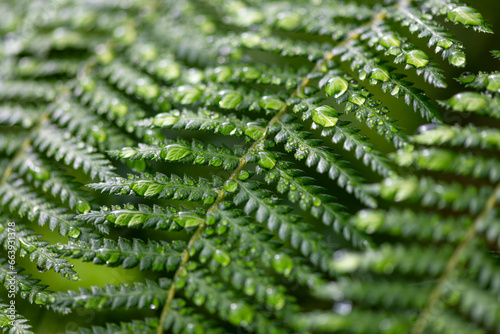 Pattern of green fronds of Dicksonia antarctica, a tree fern in the order Cyatheales. Macro close up of wet leaves with droplets after a rainshower. Tropical plant in botanical garden glass house. photo