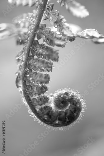 Dicksonia is a genus of tree ferns in the order Cyatheales. Macro close up of unrolling spiral of a fresh shoot with rain or dew drops in humid environment. Black and white with blurred background. photo